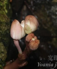 �㽭��ɽ��������֮������������С˵�У���˵���������������ɲ�