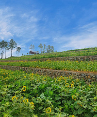 �ٷ�ͨ�����Ͻ�ж�أ��쿴����û�������صģ�