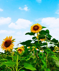 ���������ﻨ�����������������