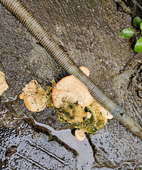 �������֥��