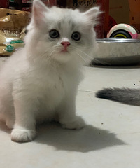 金吉拉,渐层,高地猫咪接受预定