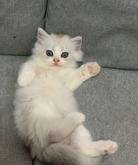 金吉拉,渐层,高地猫咪接受预定