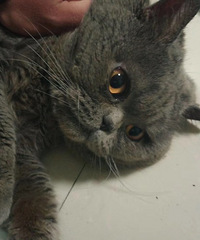 ����һֻ��è �Ѿ������˹�è