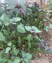 �ȿ��Գ��˳��ֿ��Ե���ҩ����ð��һ�㣬�ܿ�ͺ���