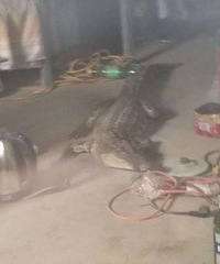 ��ι��119���Ҵ���ſ�������㣬һ�׶೤����