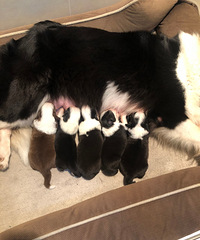 ����5��С��������ϲ����������