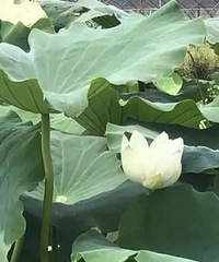 ÿ������1000�59��Ĵ�ү��������ں����������׷���