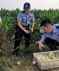 ��ս3Сʱ��һ��Ⱥ���조ץ��2��ֻС��