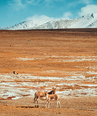 �����ຣʧ��Ů��ѧ�����ź����Ŀɿ���������ж�ֲ���