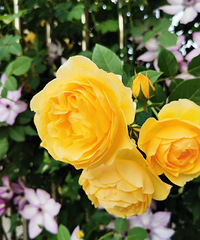 �Ҷ���86�꽷������������ƣ�ϲ��԰�պ�����