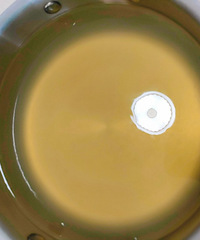 ���ձر���Ʒ~��˸࣬��Ҫע��ˮ����˵ı���