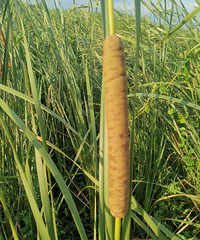 �����ȹ����һ����ȹ��ǲ��Ƿ��������������ģ�