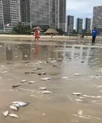 �㶫һɳ̲����������ȫ���㣡�ٷ��������ѣ���񣬱�ԣ�