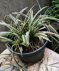 �������Ǳ����ӳԳ�������ӵ��𣿿���ôҲ�Ҳ���Ԫ��