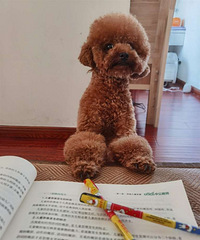 �鷳���ע��һ������