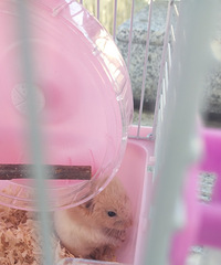 �����С��������Ҫ������