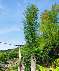 ������������Ͻ����ӽź���̶ͷ��������