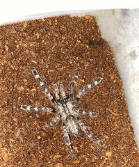 �������˼�ǧֻ�����ھӱ�����С�����£���ض��ǣ���ͬ��ͬס��