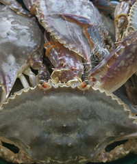 ��������з������7ֻ����з��50��