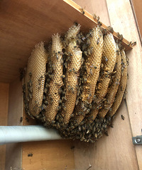 ����ͷƤ���飡Ů�������Լҹ��ӣ���������ȫ�ǡ���