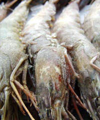 �䶳����ʳƷ���ܳ���ר�ҽ������