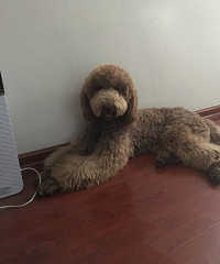 对外配种 还是个小西男 17157638888手机微信同步