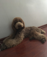 对外配种 还是个小西男 17157638888手机微信同步