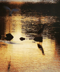 ����̨�ݡ��ͺϹ�԰