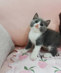 ���������Ҽҳ�����ʣ4ֻ�������㽭�ٺ�