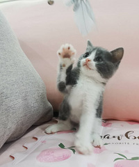 ���������Ҽҳ�����ʣ4ֻ�������㽭�ٺ�