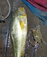 ׬�ˣ��㽭���񲶵�һ��Ұ������㣬���ƺ��С������𡱣�