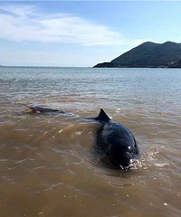 ����������������ض�������ɽ��̲����һ�����İٽ�ļһ��