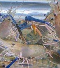 14���β��ϸ�3�������͹�������Щ����ʳƷ�����ϲ飡