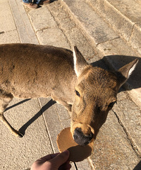 ȥ���ձ����Σ���ϲ���ĵط�����Ұ�˺�