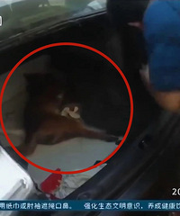 ���Ӵ򿪺��ᾪ����һƬ�ǽ壬����һֻ������