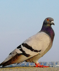[������]Զ�������Ÿ룬��֪���Ӻδ��������δ�ȥ