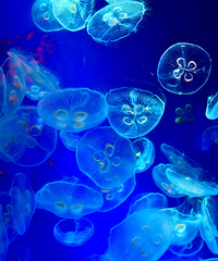 ������̨���ٹ⡿+��������