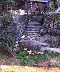 ������̨���ٹ⡿�����С ̨�ݺܴ�