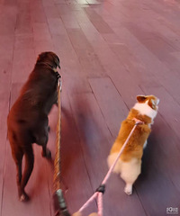 ���۸��᡿���˺��ӳ��ÿ죬��ʲô�йأ�