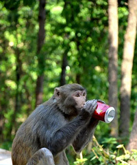 ���Ӽ�����Ϊȴ���Ⱥ����������������Ӧ��