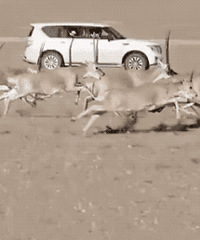 ���ر�ر����ף��������ı�������14���������Ĳ�������