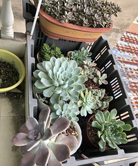 ת�ö���ֲ��