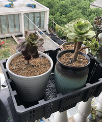 ת�ö���ֲ��