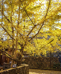 �����й�������10�����еأ�������һ�����Ҿ��̲�ס��