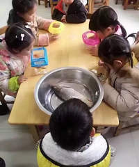 老师说要带一条鱼上课观察,小学生提着一斤大鲫鱼来了!