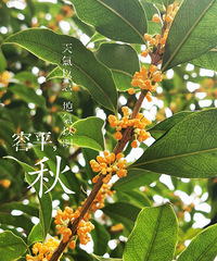 һ������Ũ��ʮ�����