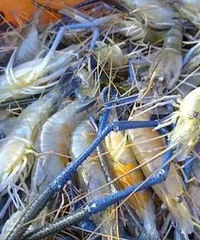 ��Щ���Է��ĳԣ���ЩҪע�⣿��ǰʳƷ��ȫ���������