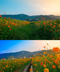 ���ռ��������ʪ����԰���