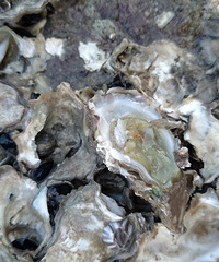 ���߽�ʯ�ϵ���������ҳ����»�ͦ�ʵ�