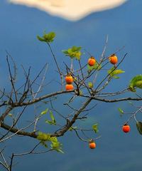 ����̨�ݣ���̨����أ���ɽ���� &��ɽ����